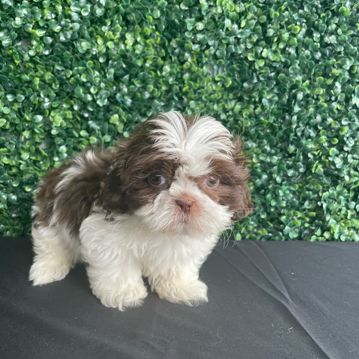 Hershey - 2