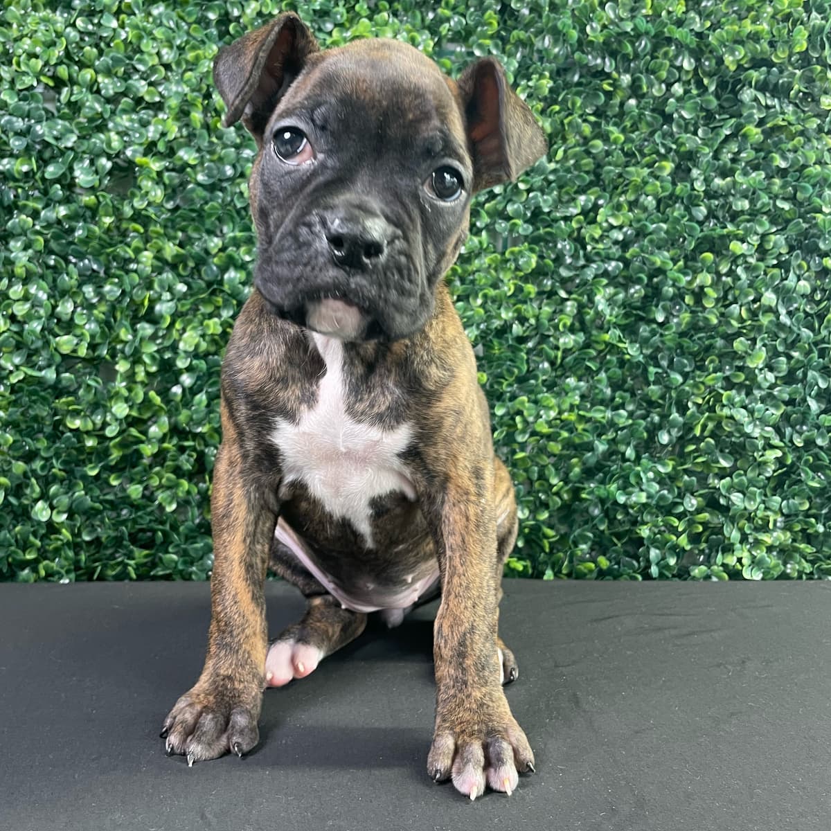 Gracie - 2