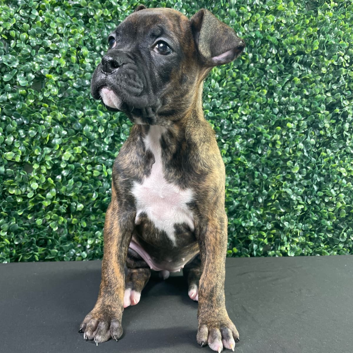 Gracie - 3