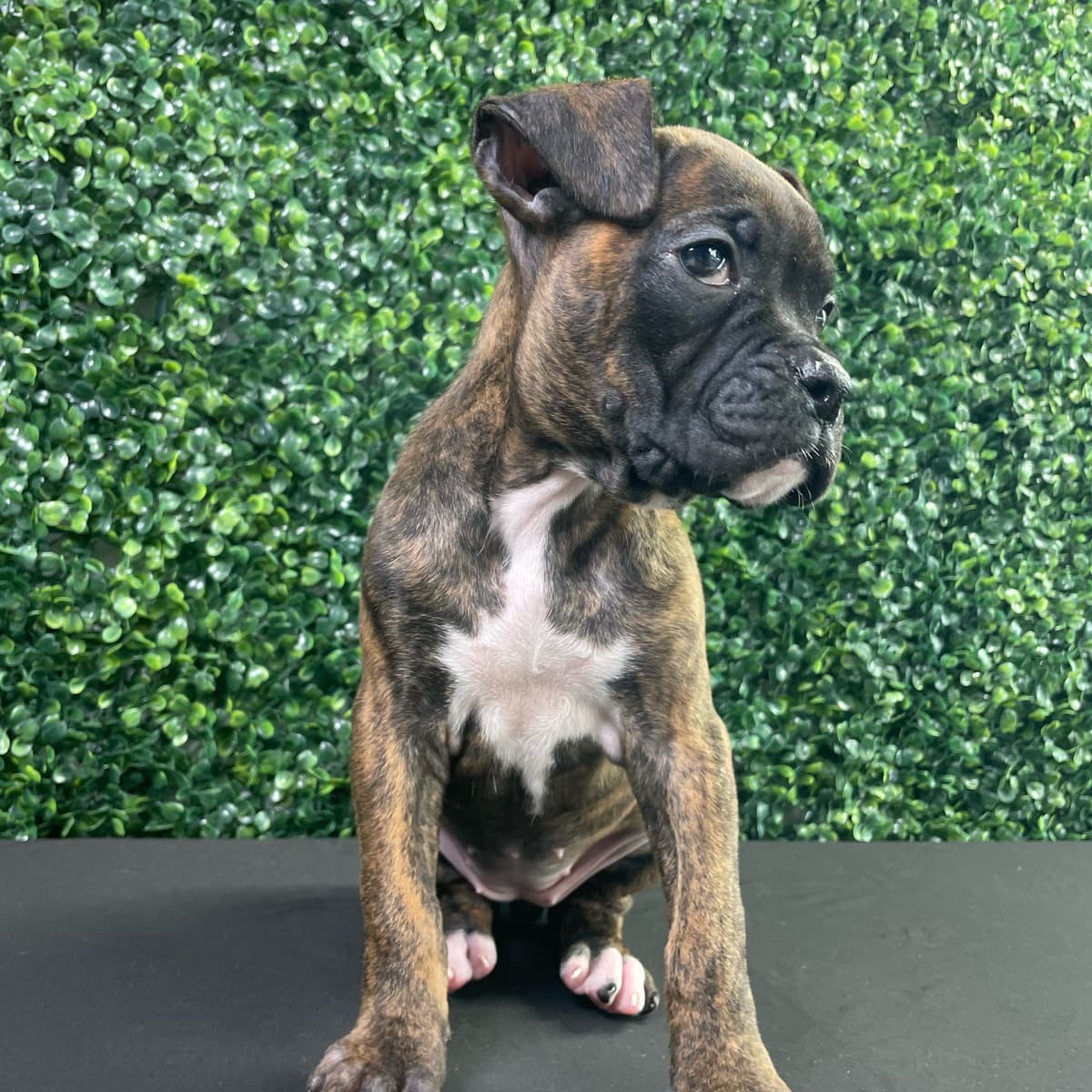 Gracie - 4