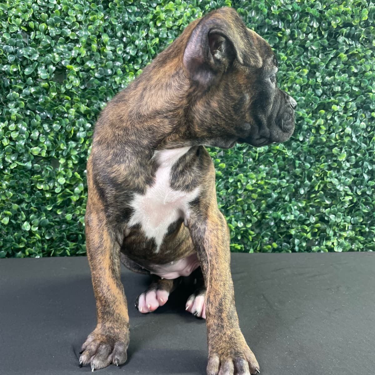 Gracie - 5