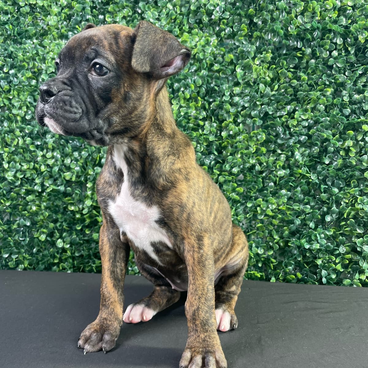 Gracie - 6