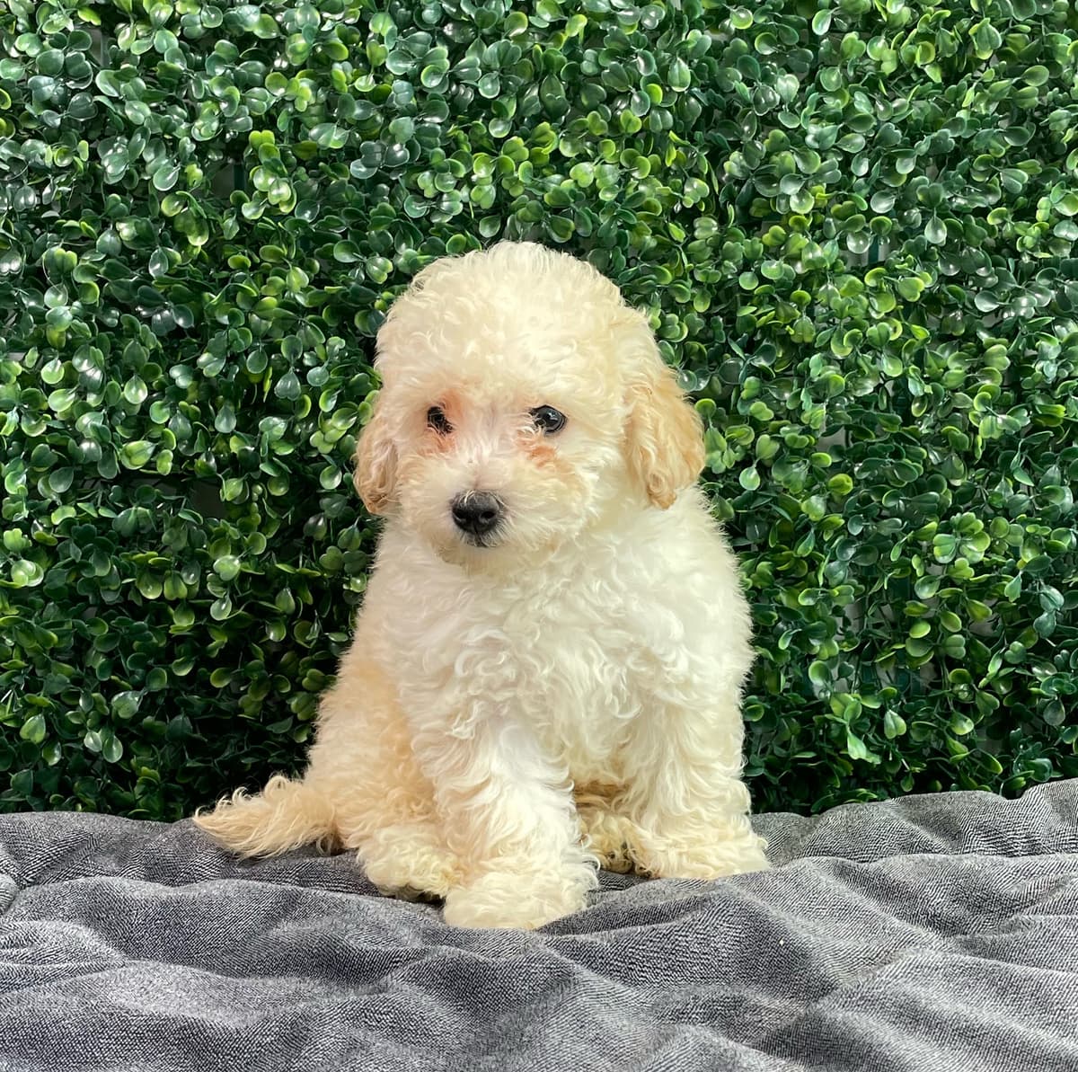 Dolce