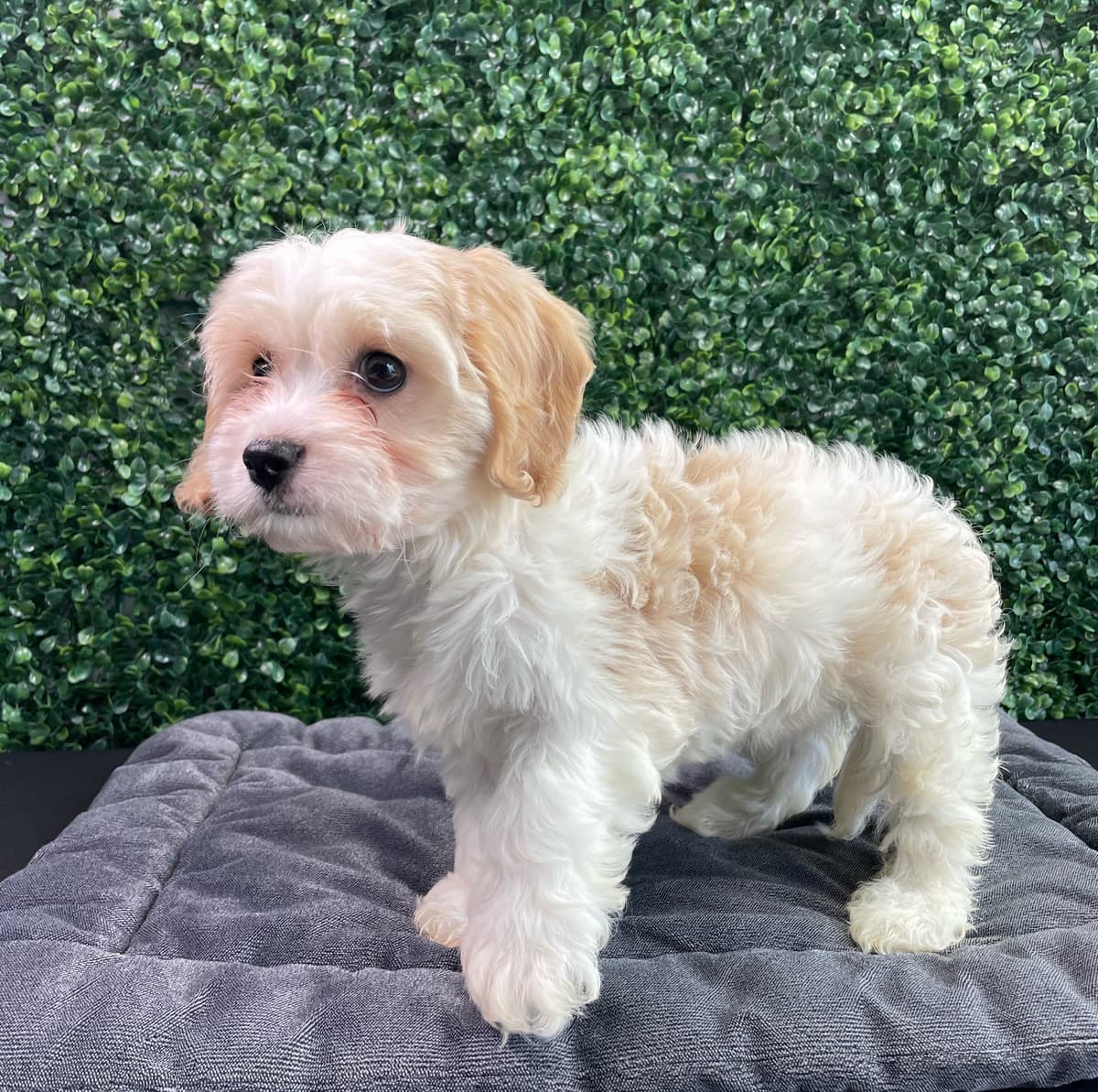 Armani