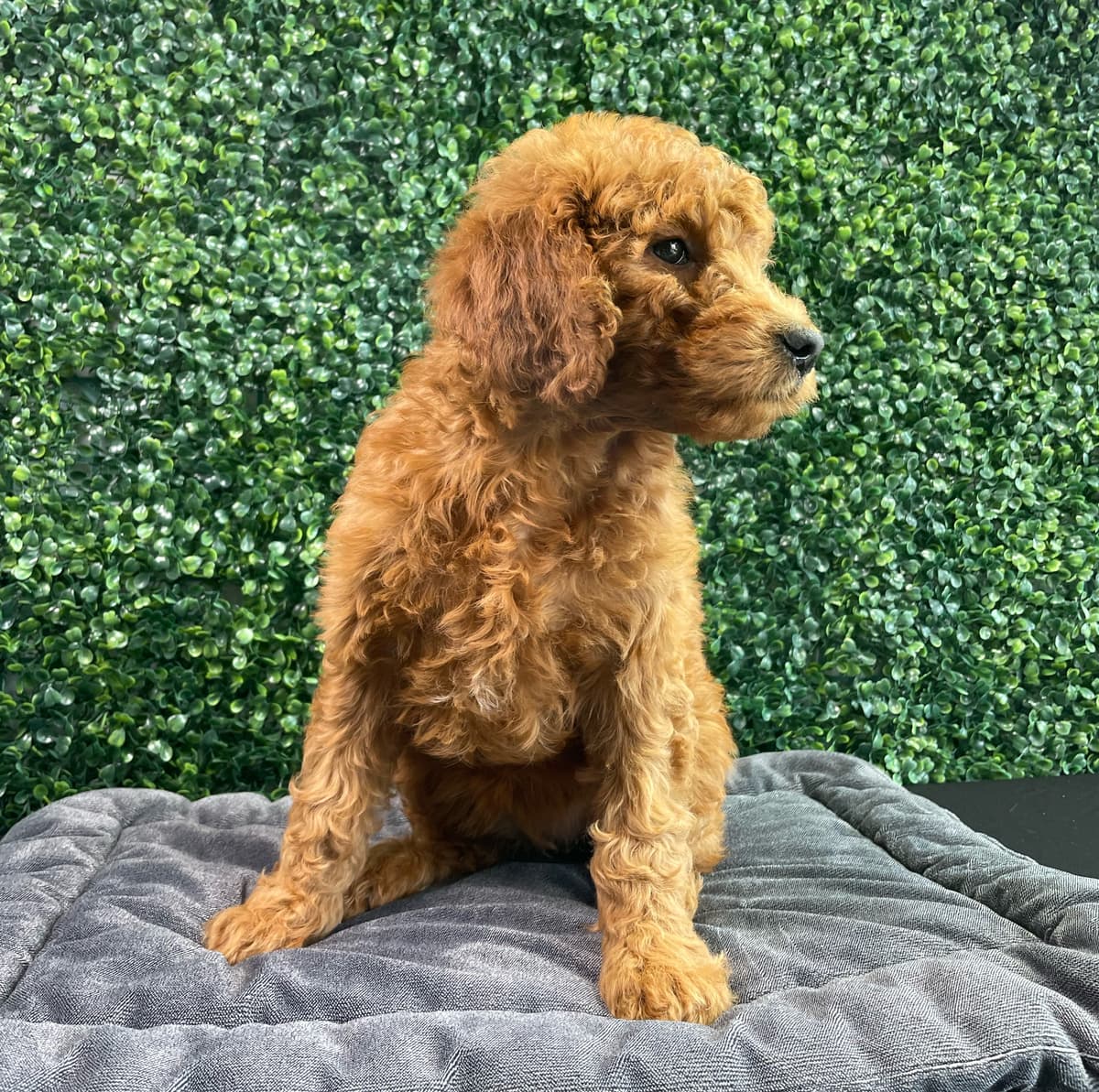 Macy - 2