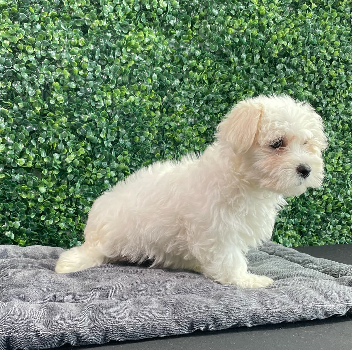 Chanel - 4
