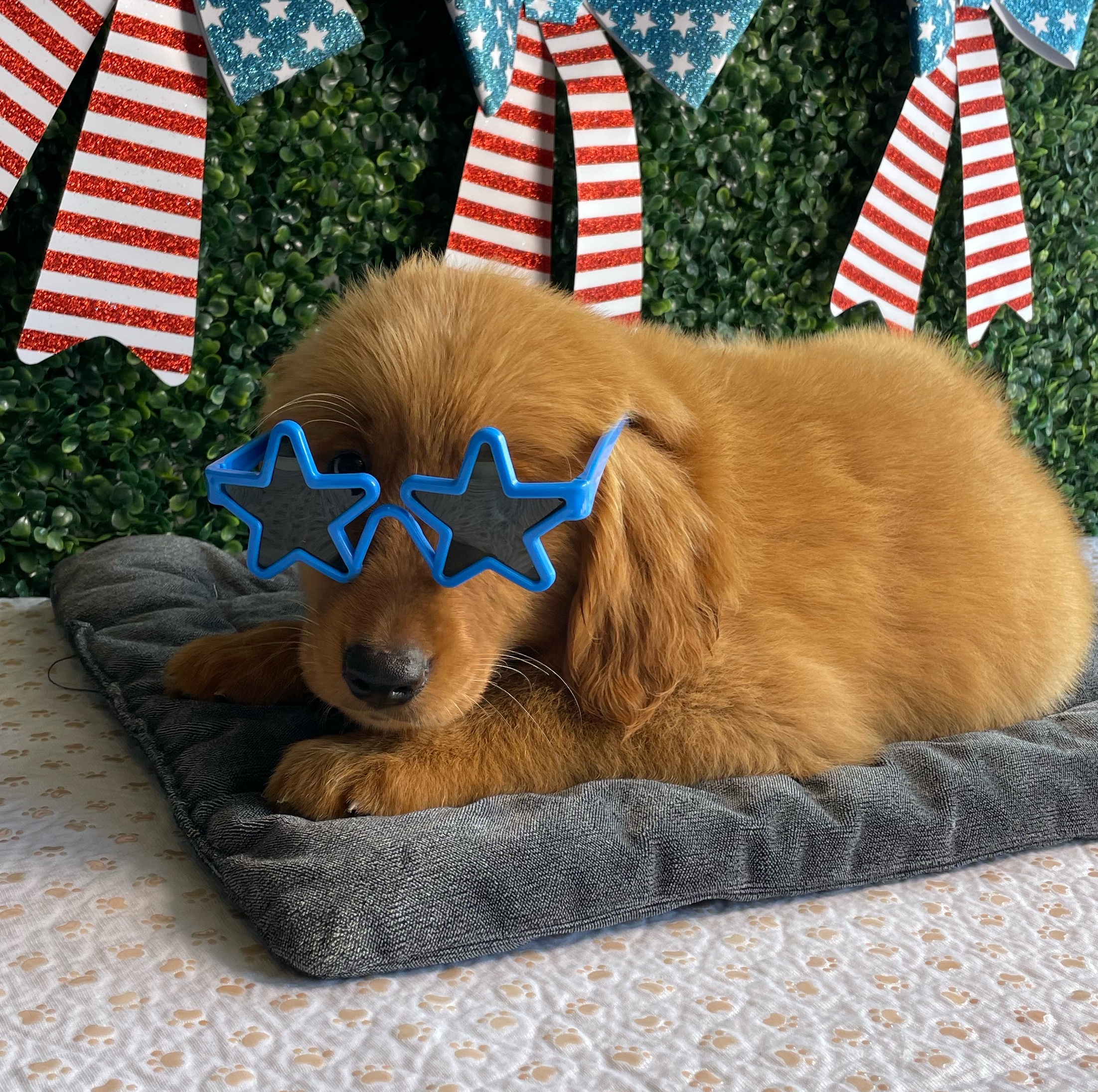 Boomer - 3