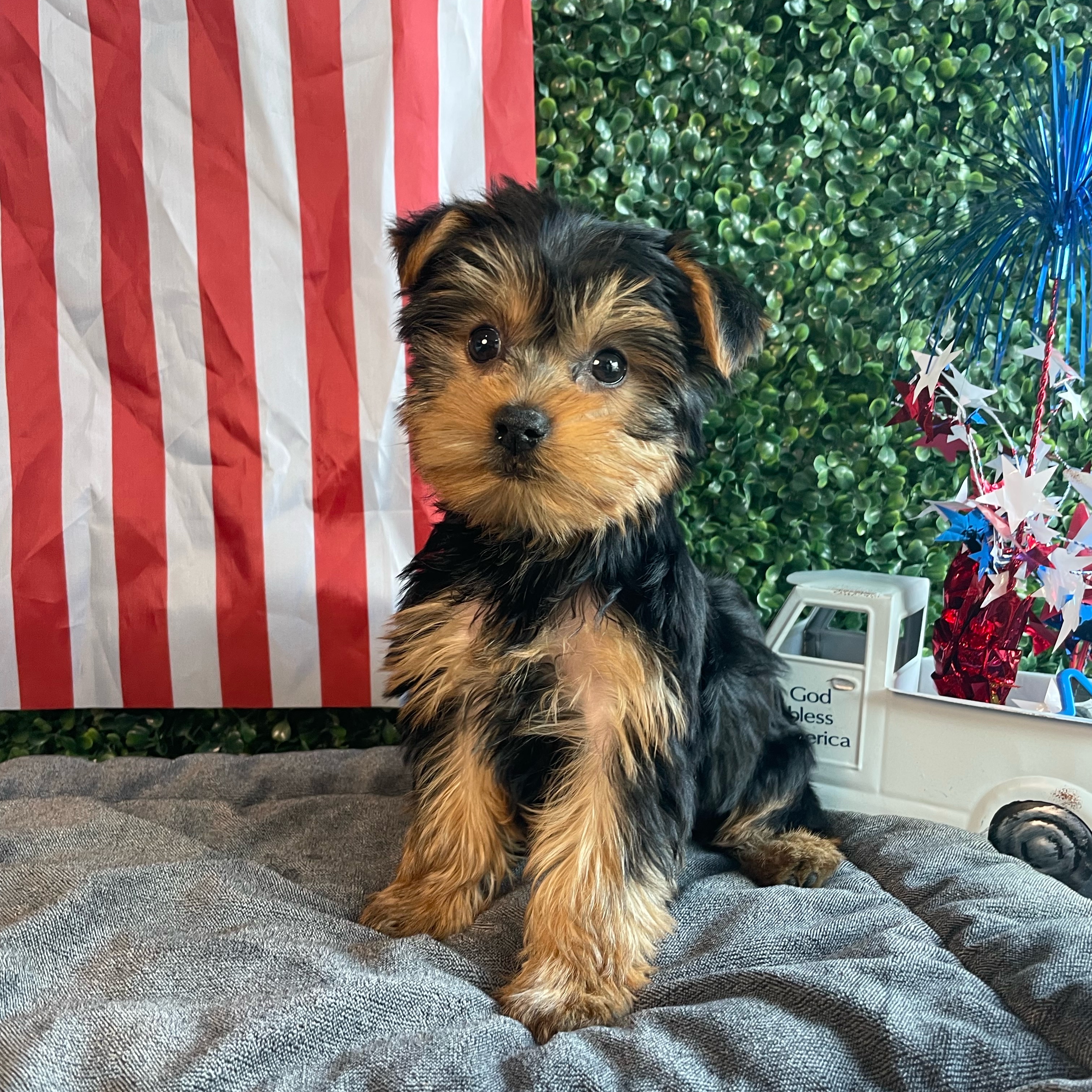 Rex