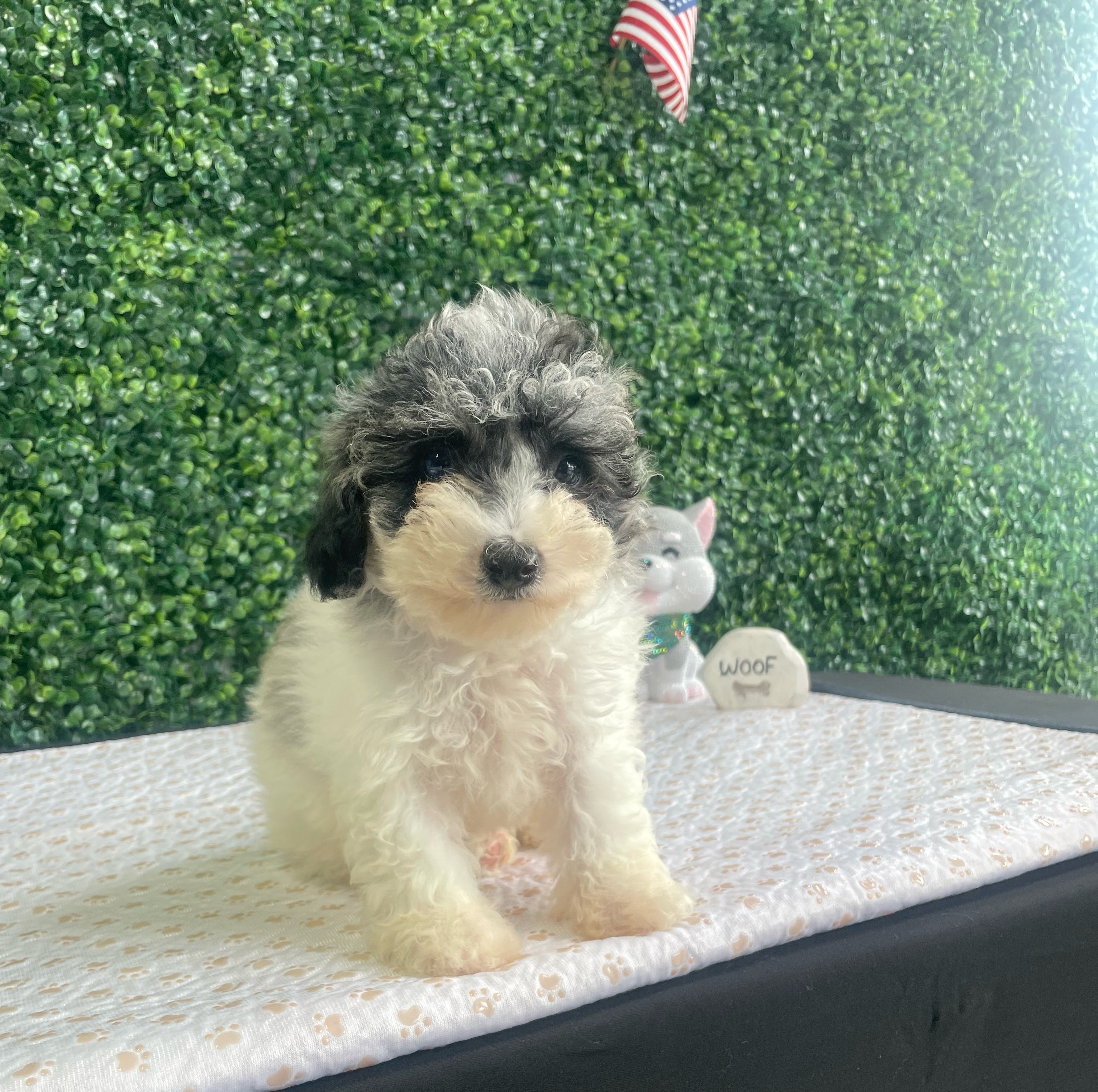 Otis